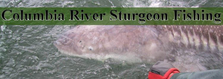 sturgeon fishing